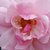 Różowy  - Róże rabatowe floribunda - Märchenland®